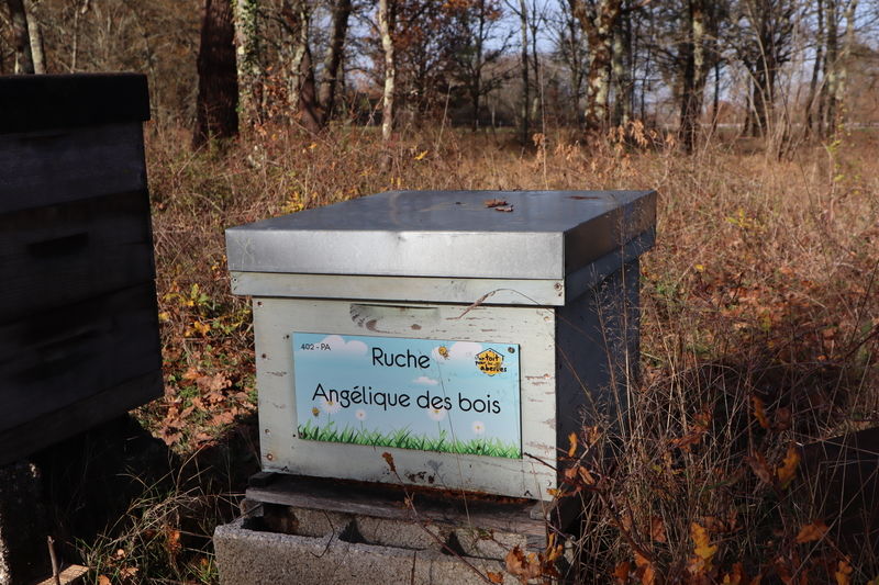 La ruche Angélique des bois