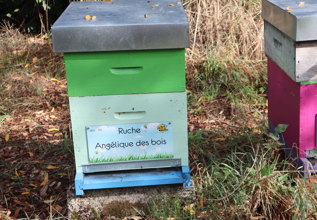 La ruche Angélique des bois