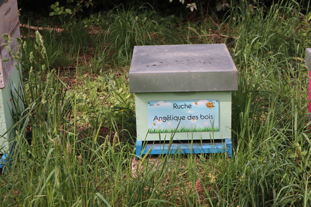 La ruche Angélique des bois