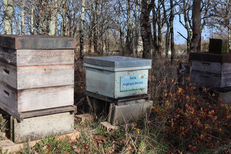 La ruche Angélique des bois