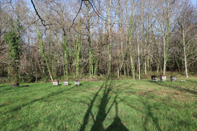 La ruche Angélique des bois