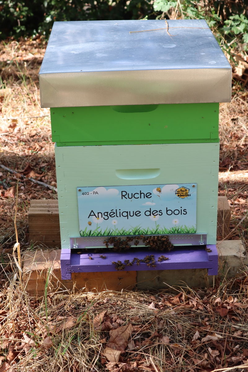La ruche Angélique des bois