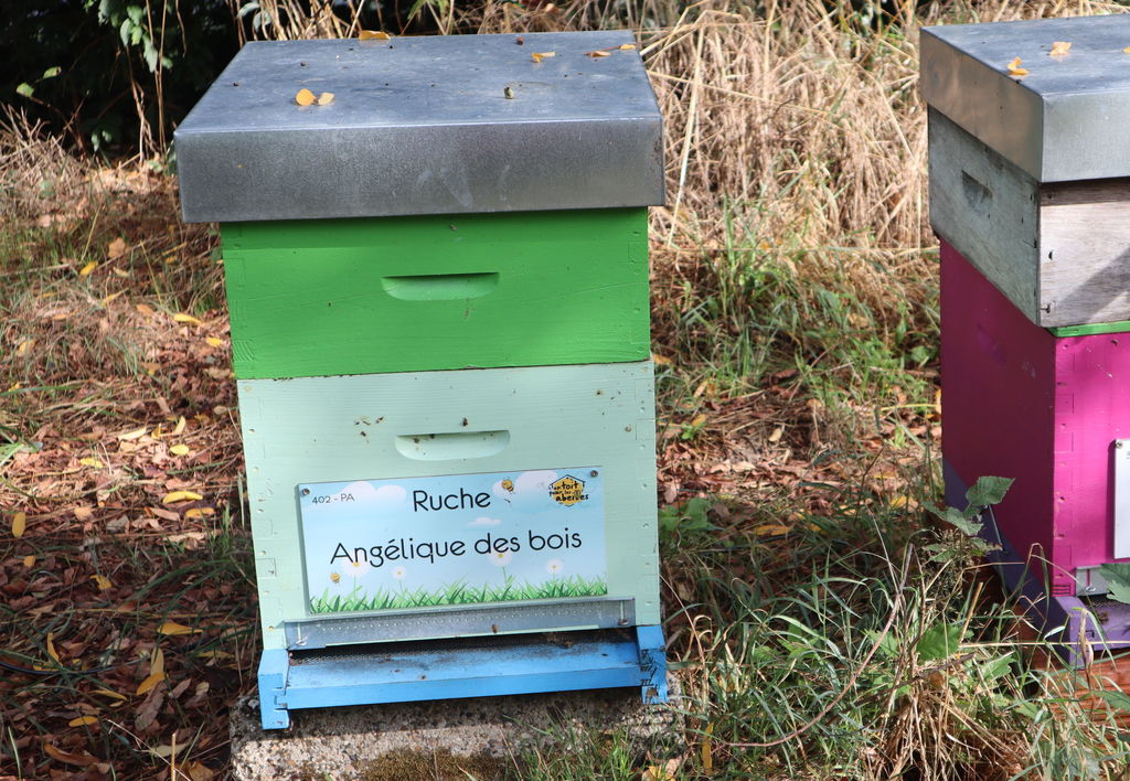 La ruche Angélique des bois