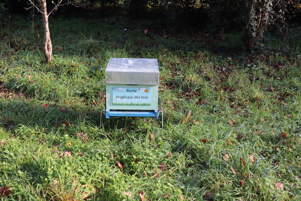 La ruche Angélique des bois