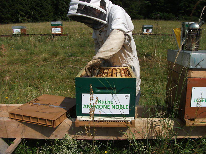 La ruche Anémone noble