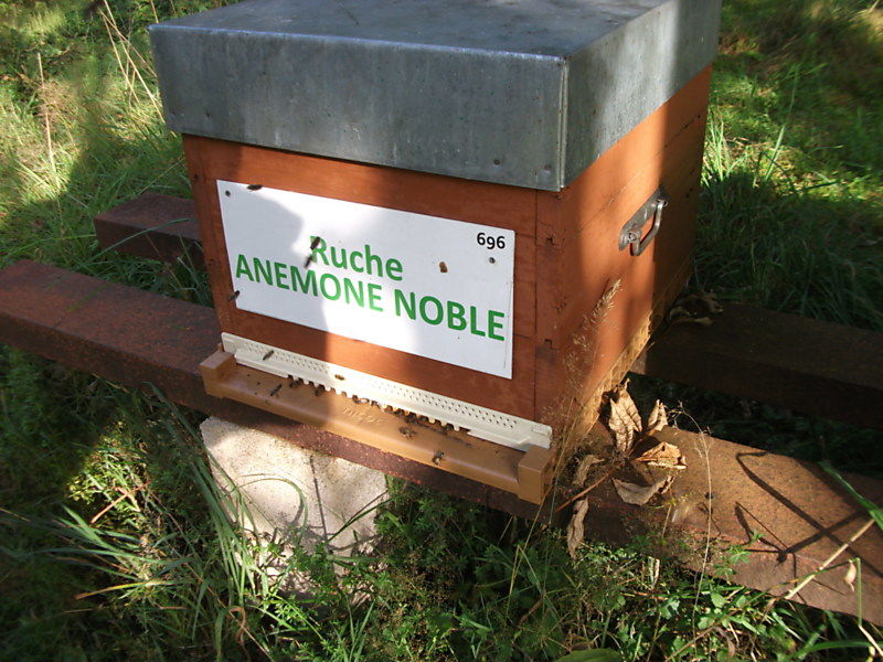 La ruche Anémone noble