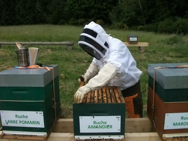 La ruche Amandier