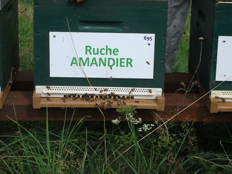 La ruche Amandier