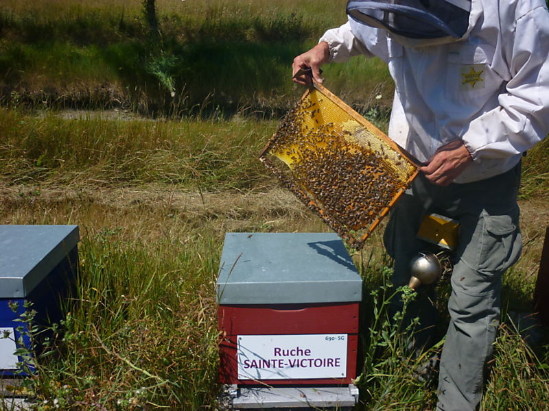 La ruche Sainte-victoire