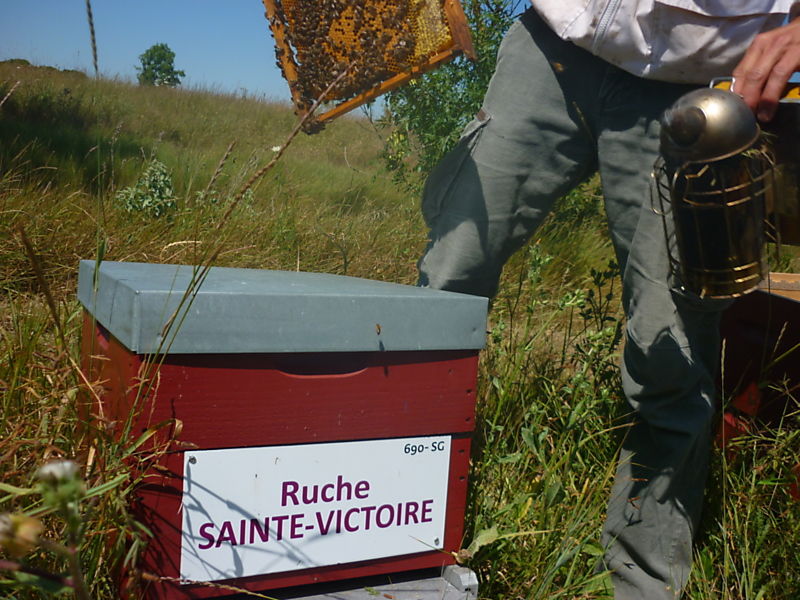 La ruche Sainte-victoire