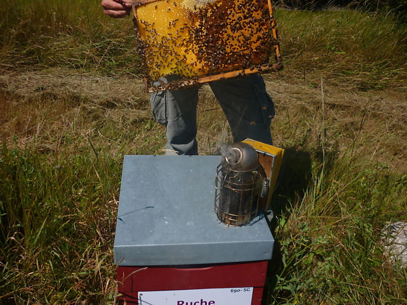 La ruche Sainte-victoire