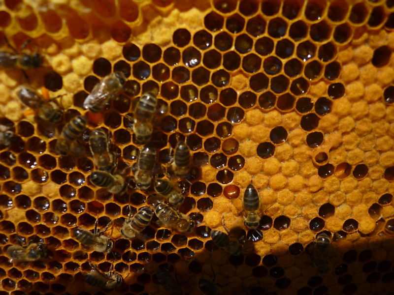 La ruche Sainte-victoire
