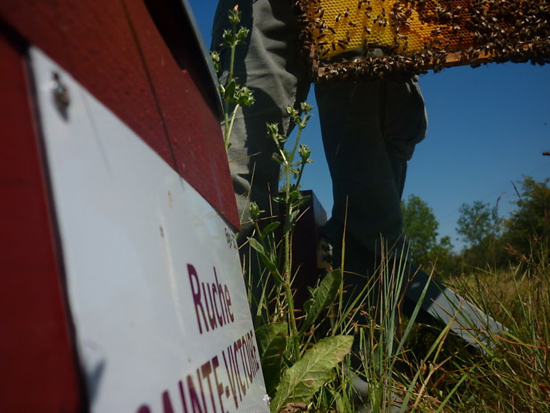 La ruche Sainte-victoire