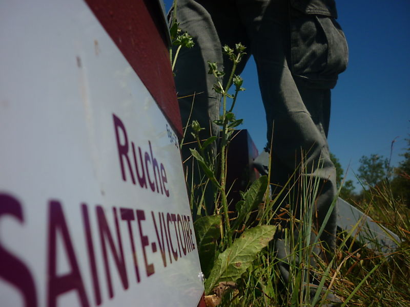 La ruche Sainte-victoire
