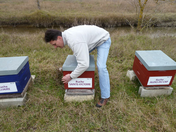 La ruche Sainte-victoire