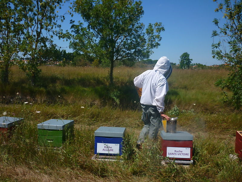 La ruche Sainte-victoire