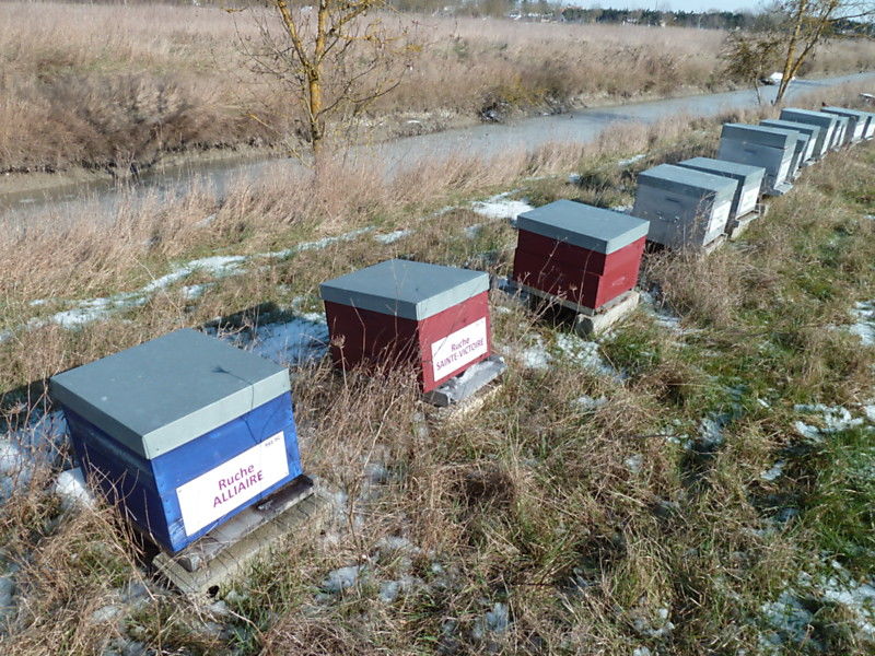 La ruche Sainte-victoire