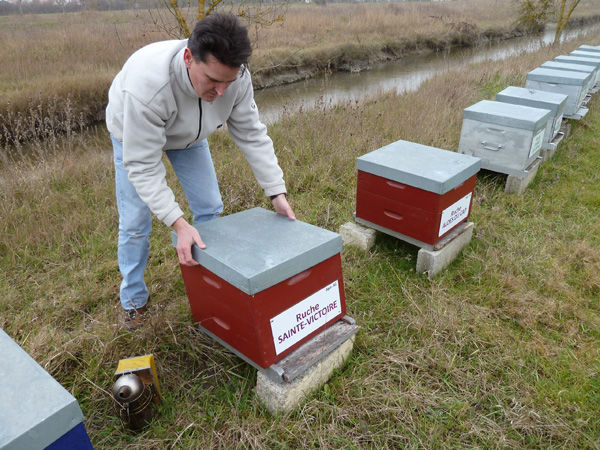 La ruche Sainte-victoire