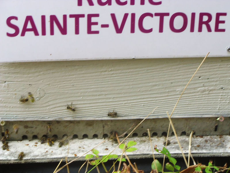 La ruche Sainte-victoire