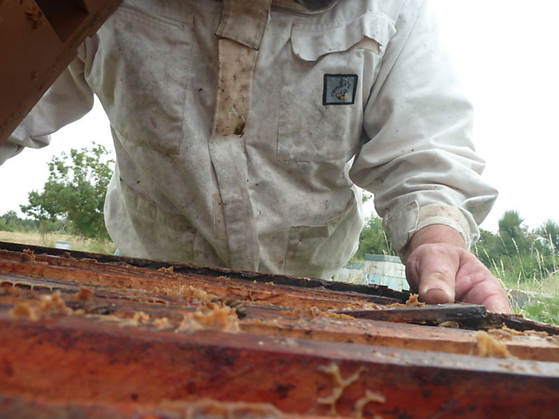 La ruche Sainte-victoire