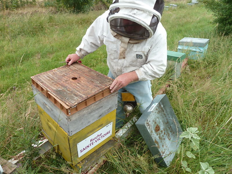 La ruche Sainte-victoire