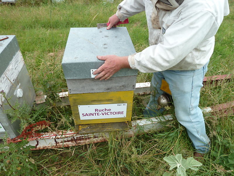 La ruche Sainte-victoire
