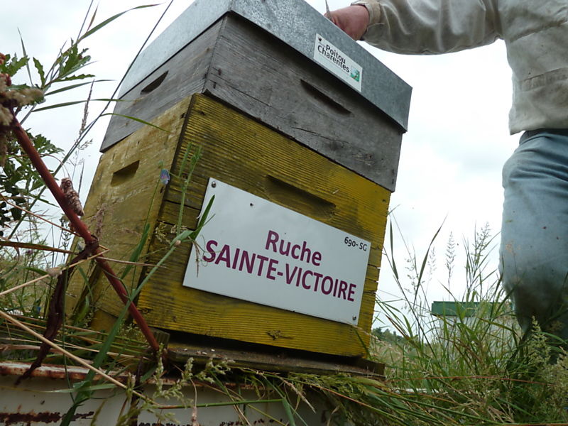 La ruche Sainte-victoire