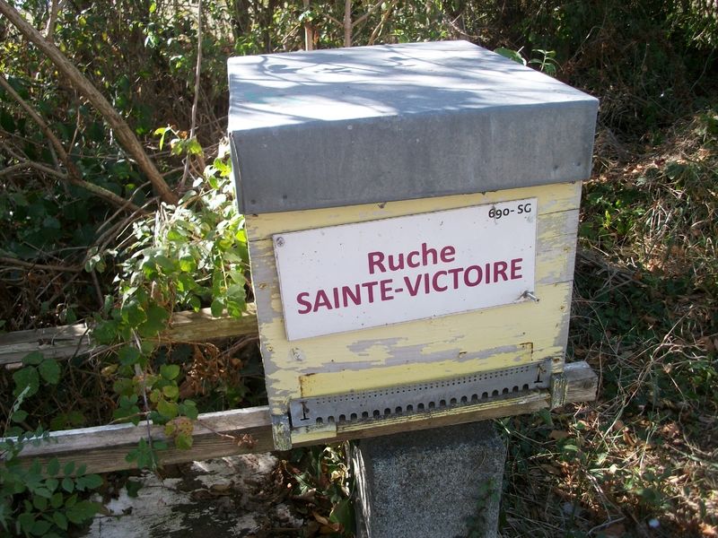La ruche Sainte-victoire