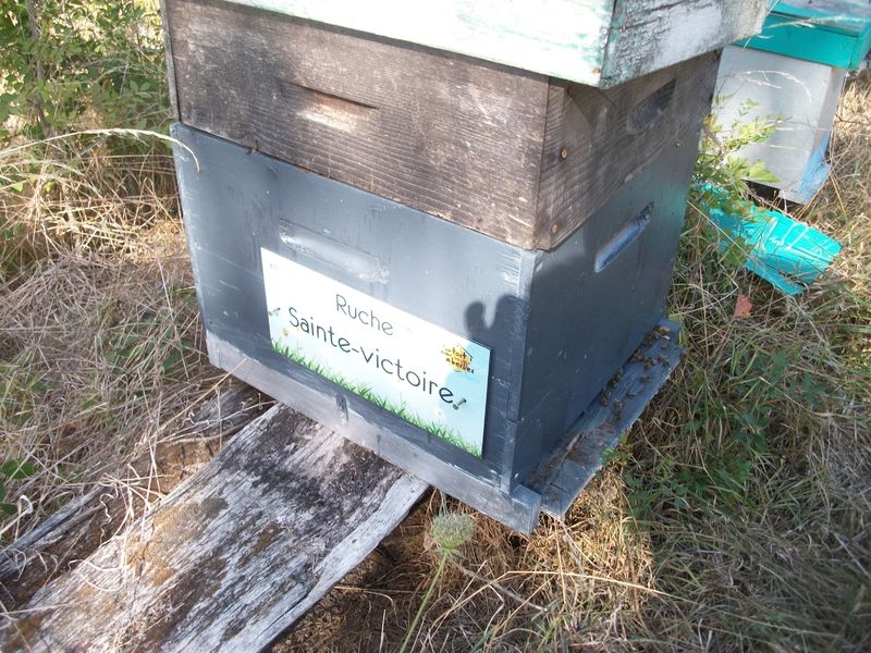 La ruche Sainte-victoire