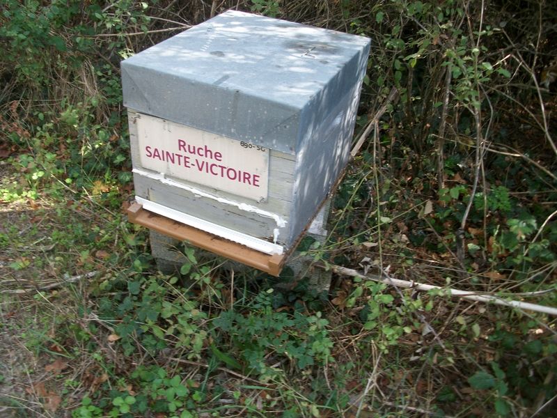La ruche Sainte-victoire