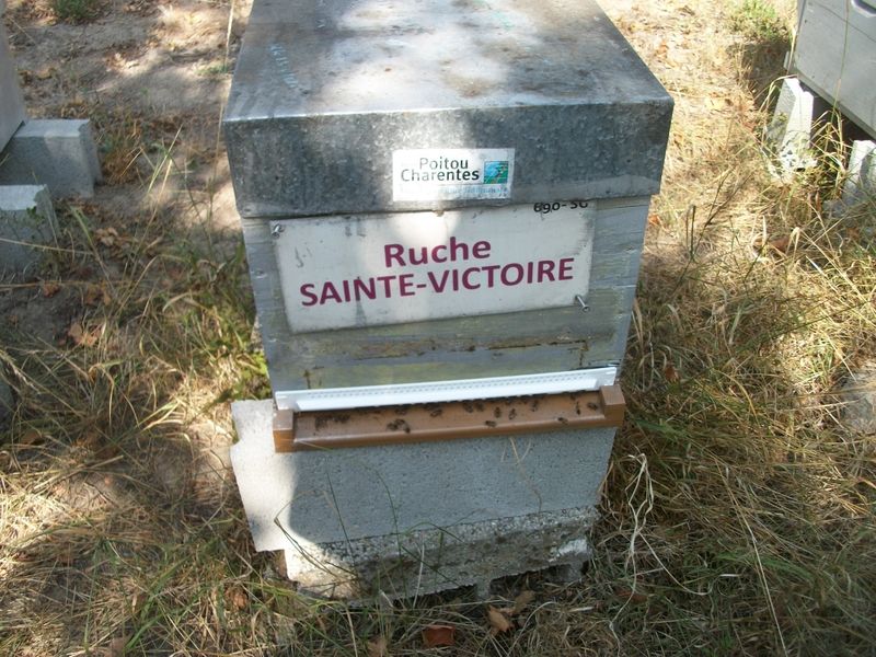 La ruche Sainte-victoire