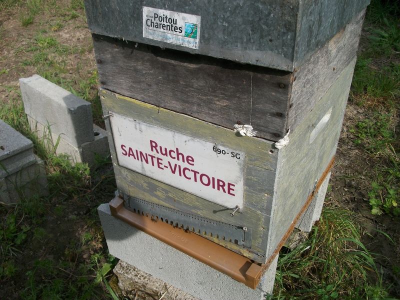 La ruche Sainte-victoire