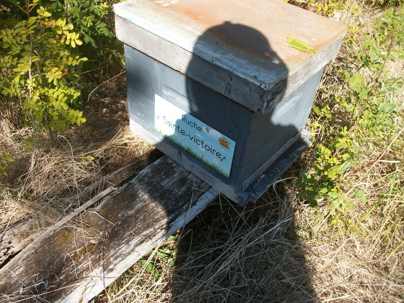 La ruche Sainte-victoire