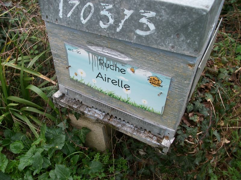 La ruche 