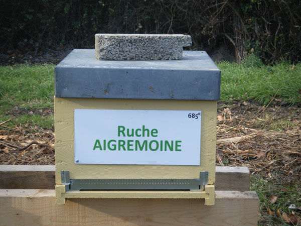 La ruche Aigremoine