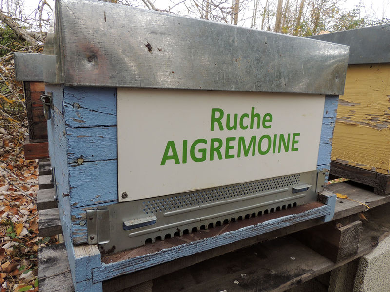 La ruche Aigremoine