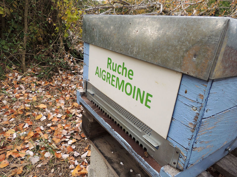 La ruche Aigremoine