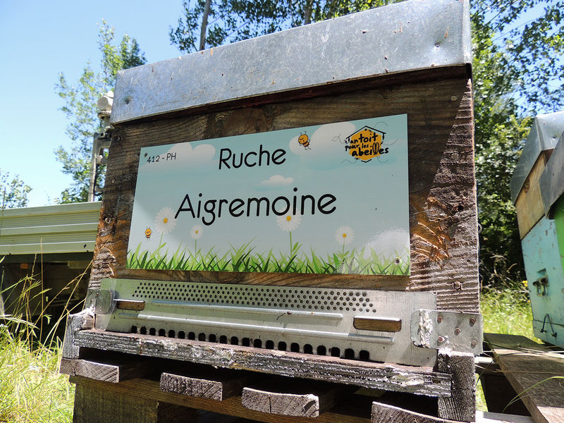 La ruche Aigremoine