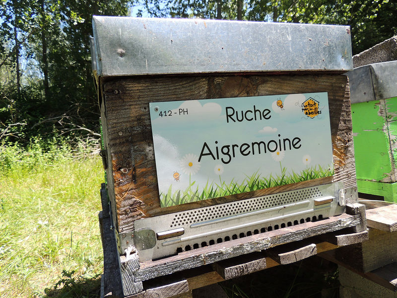 La ruche Aigremoine
