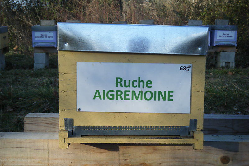 La ruche Aigremoine