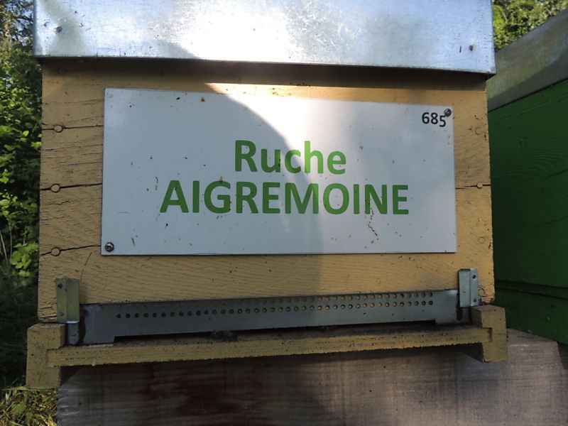 La ruche Aigremoine