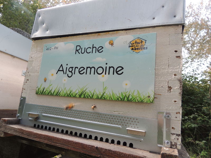 La ruche Aigremoine