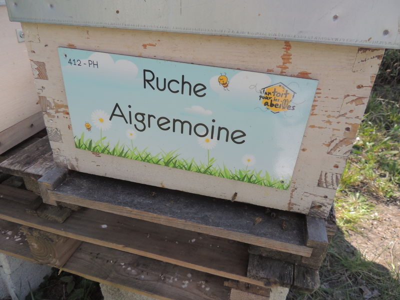 La ruche Aigremoine