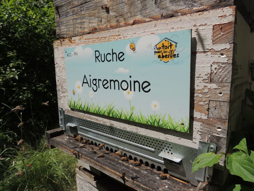 La ruche Aigremoine