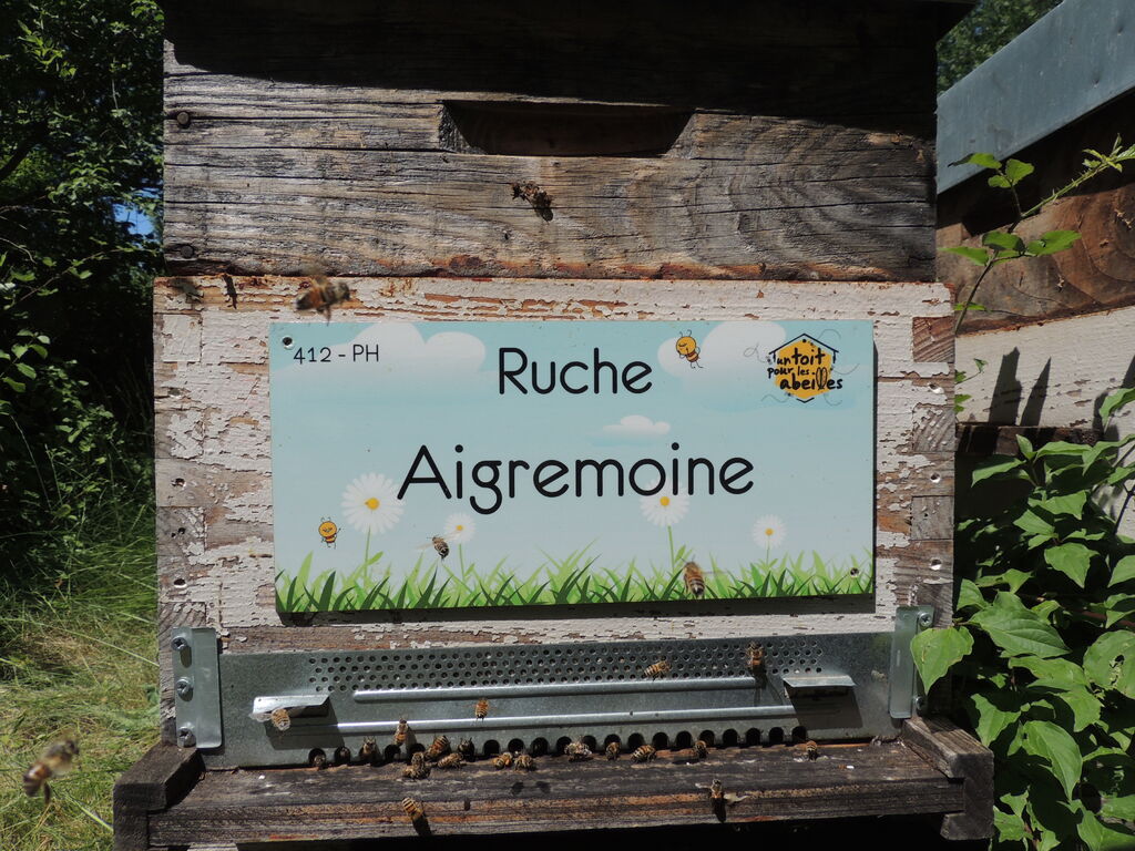 La ruche Aigremoine