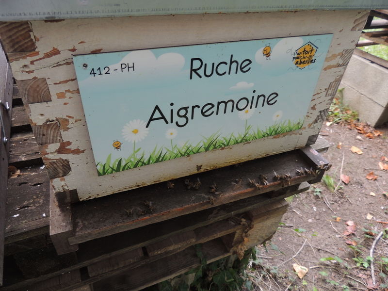 La ruche Aigremoine