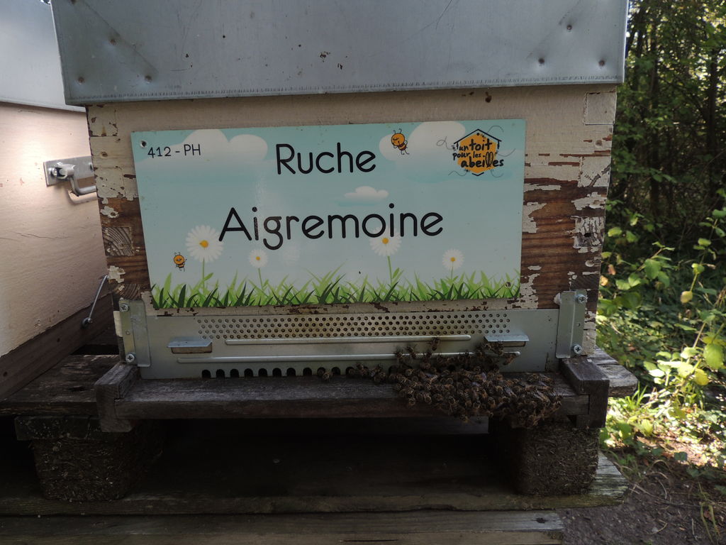 La ruche Aigremoine
