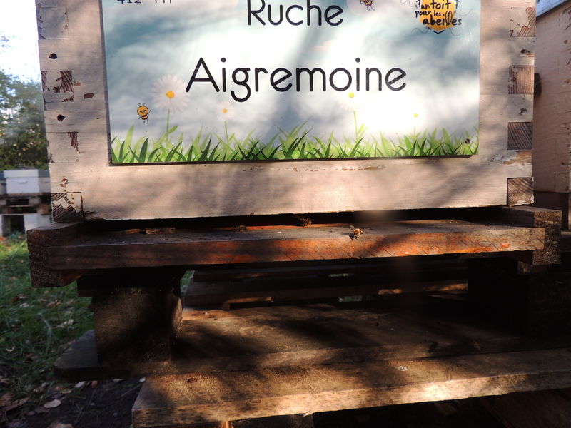 La ruche Aigremoine
