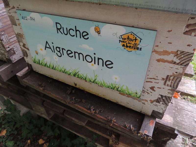 La ruche Aigremoine
