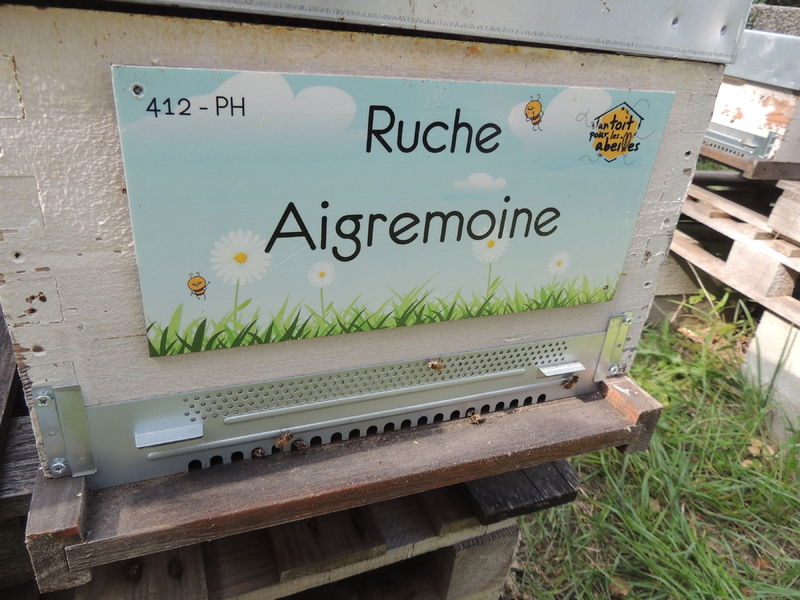 La ruche Aigremoine